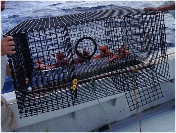 Black wire trap cage set on the deck of a fishing boat