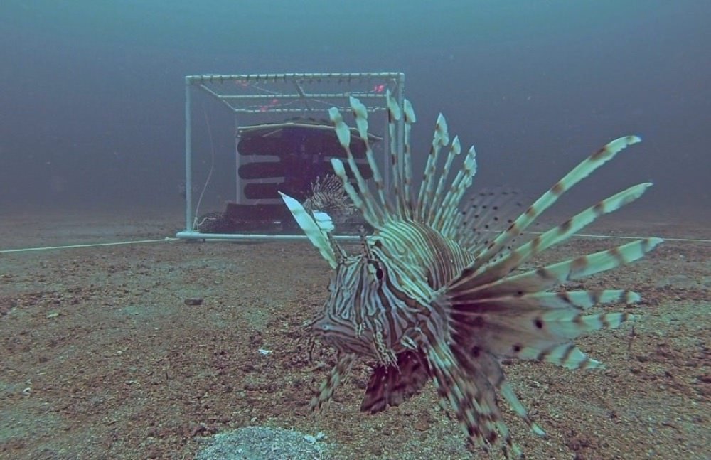 Lionfish among reef structures beneath the sea