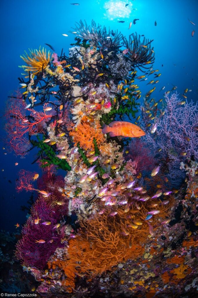 A dense Caribbean coral head crowded with colorful reef fish in clear blue water